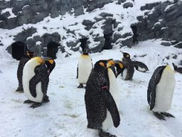 旭山動物園のペンギン